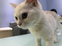 -喵的天空名猫咖啡馆·撸猫·猫舍·用品