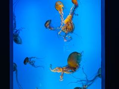 -太平洋海底世界