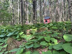 -洛阳白云山景区