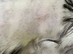-瑞派康怡24h宠物医院·犬猫医疗中心·微创绝育(瑞景分院)