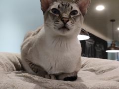 -安格丽娜·狗咖·猫咖羊驼咖(春熙路百盛商场店)