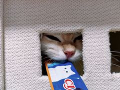 -Bastet sally猫舍购宠(静安店)