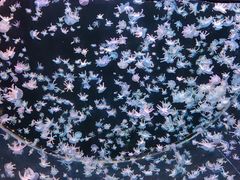 -海合安天津极地海洋公园