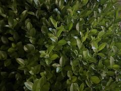 -绿地·中山里