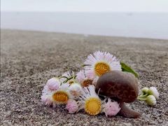 -碧海金沙