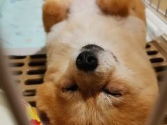 -芭比堂动物医院·心脏专科·夜诊·吉雅分院