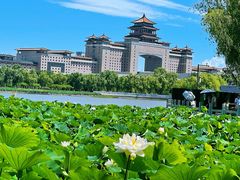 -莲花池公园