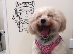 -芭比堂动物医院·24小时·眼科中心(深圳中心)