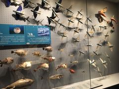 -贝林大翅鲸简餐厅(国家海洋博物馆店)