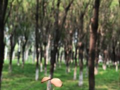 -东郊湿地公园