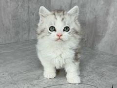 -小猫来了·猫舍(红山六九七九店)