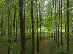 -黄海国家森林公园