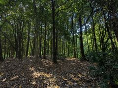 -上海共青森林公园