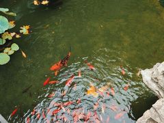 -中苑海韵
