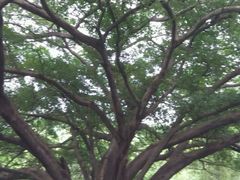 -晓港公园