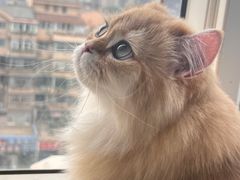 -爱洗澡的猫(望京店)