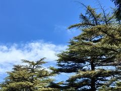 -香山公园