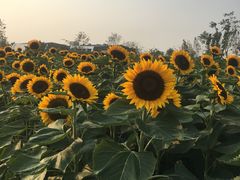 -瑶湖郊野森林公园