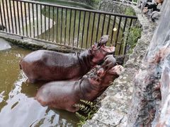 -海南热带野生动植物园