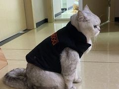 -凯特喵百思猫专科医院
