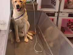 -PETKIT小佩宠物(古北店)