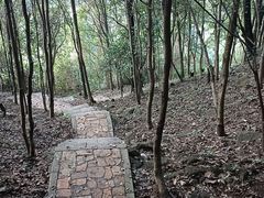 -阳台山森林公园