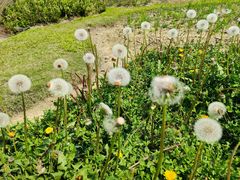 -广西壮族自治区药用植物园