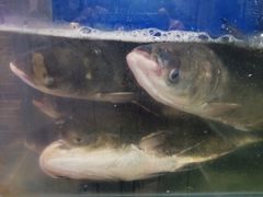 三峡鱼-雲蜀龙阁·金牌水煮鱼(方庄店)