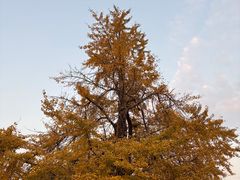 -千年银杏谷文化旅游区