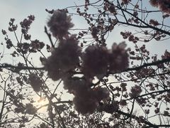 -顾村公园