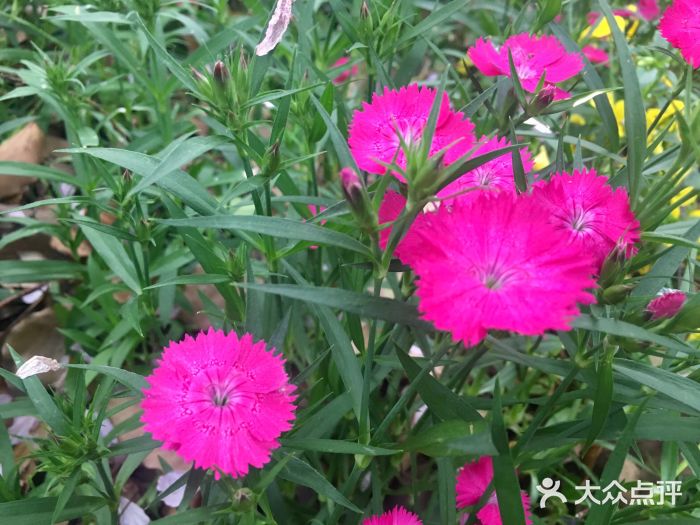 昆山城市生态森林公园图片