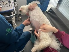 -伟伟宠物医院·CT影像中心·瑞派犬猫综合性门诊(汉口总院)
