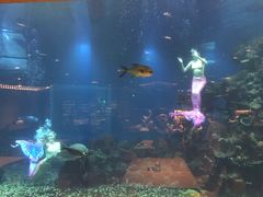 -海棠湾洲际-涛·海底餐厅·美人鱼·自助餐·海底隧道
