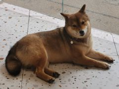 -柴务处·柴犬主题狗咖