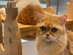 -飞行喵MR PILOT|猫舍·猫咖(静安大融城店)