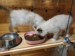 -喵喵咪呀布偶猫咖(春熙路店)