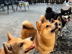 -柴犬高等学院·狗咖·柴犬售卖·宠物训练