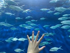 -上海海洋水族馆
