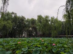 -四川大学(望江校区)