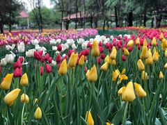 -洛阳郁金香牡丹园