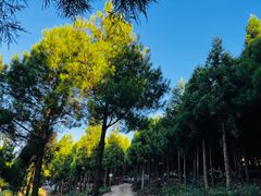 -重庆睡佛山森林公园