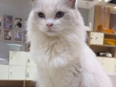 -藏猫猫咖啡主题馆(中央大道店)