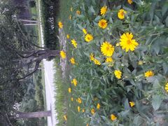 android_upload_pic-立水桥公园