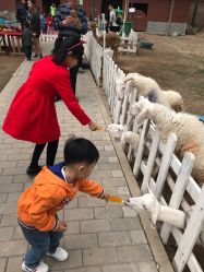 -上美四季动物农场