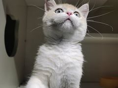 -东方名猫馆·英短金渐层布偶猫舍(环线广场1号楼店)