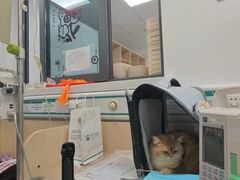-中国农业大学动物医院