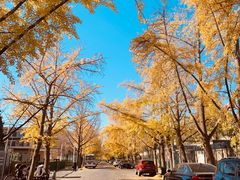 -三里屯东五街银杏大道