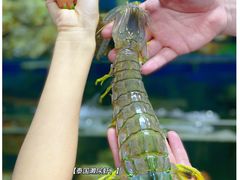 泰国濑尿虾-东记炭炉·海鲜鸡煲(龙华店)