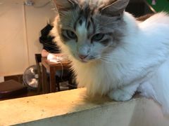 -李小姐の猫咖啡馆(五角场店)