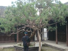 千年桧柏-水绘园
